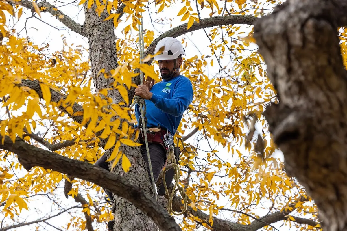 Skilled Tree Trimming crew working in Cascade